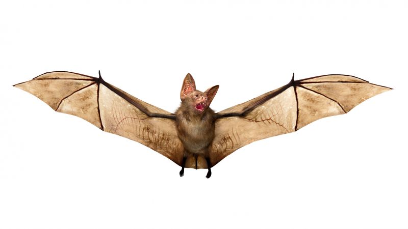 Signs Your Property Needs Bird Or Bat Pest Control Services