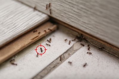 Ant Control Service