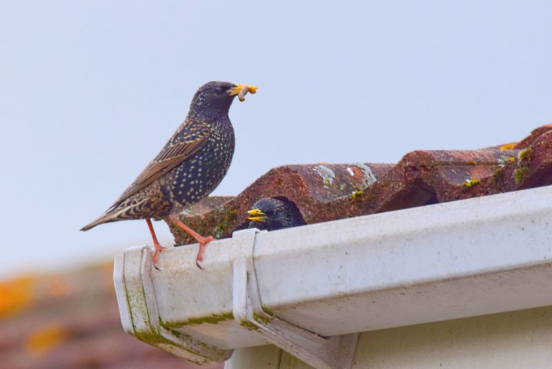 Swallow Nest Removal