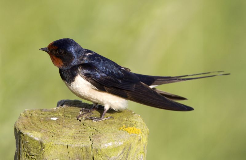 Swallow Nest Removal detail