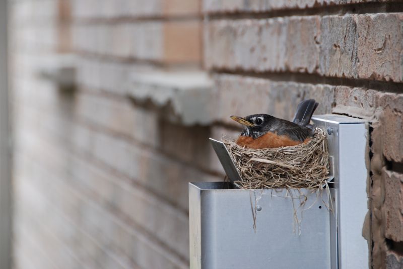 Swallow Nest Removal detail