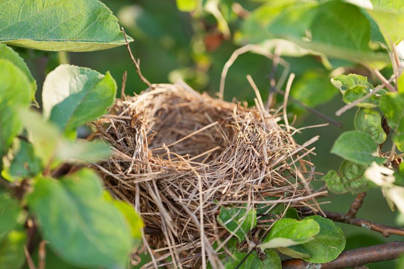 Swallow Nest Removal detail