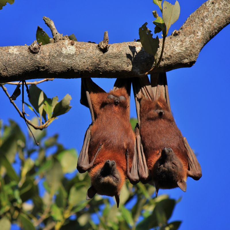 Health Risks Linked To Birds And Bats In Commercial Properties