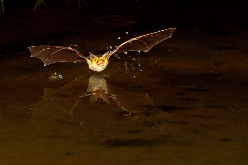 Health Risks Linked To Birds And Bats In Commercial Properties