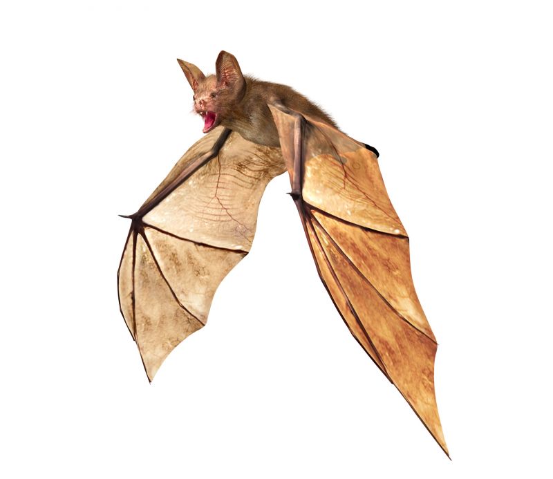 Health Risks Linked To Birds And Bats In Commercial Properties
