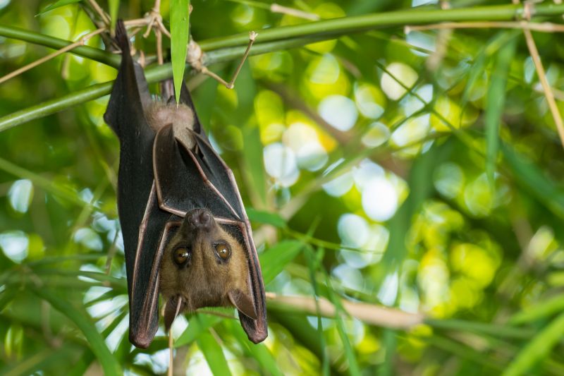 Humane Bird And Bat Deterrent Methods For Large Buildings