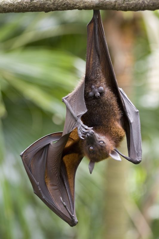 Humane Bird And Bat Deterrent Methods For Large Buildings