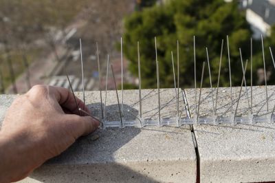 Humane Bird And Bat Deterrent Methods For Large Buildings