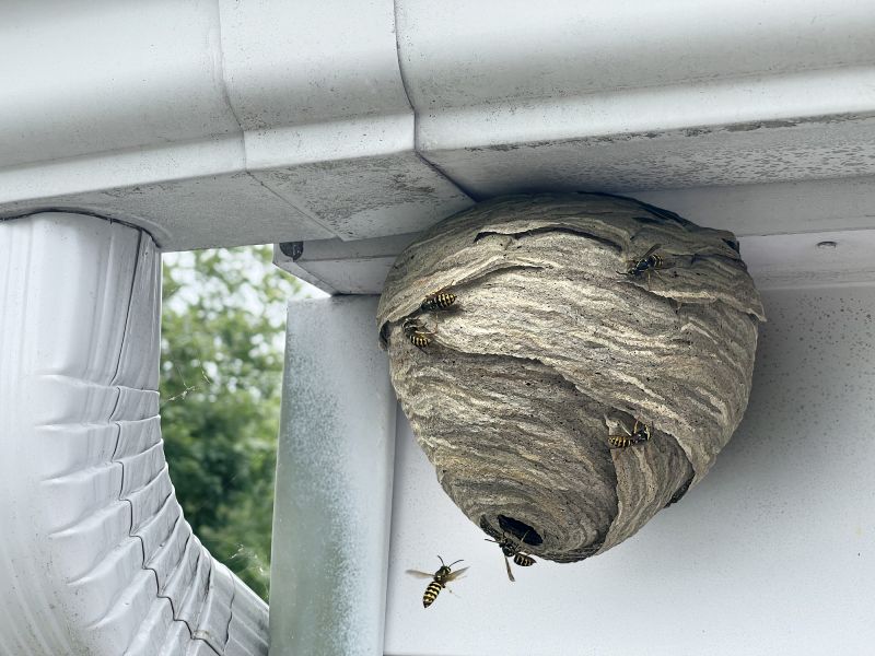 Swallow Nest Removal