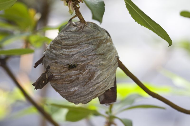 Swallow Nest Removal